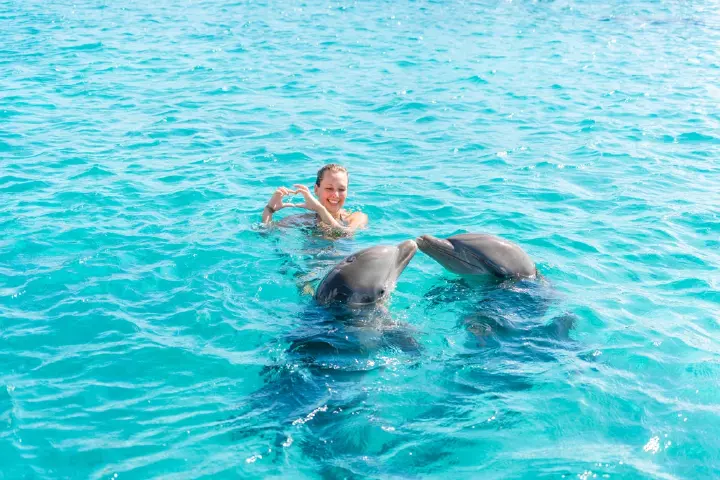 Dolphin Swim