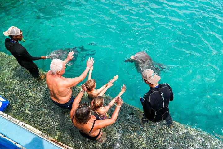 Dolphin_encounter_verkleind2