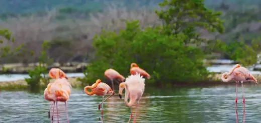 06.-Flora-Fauna-Curacao